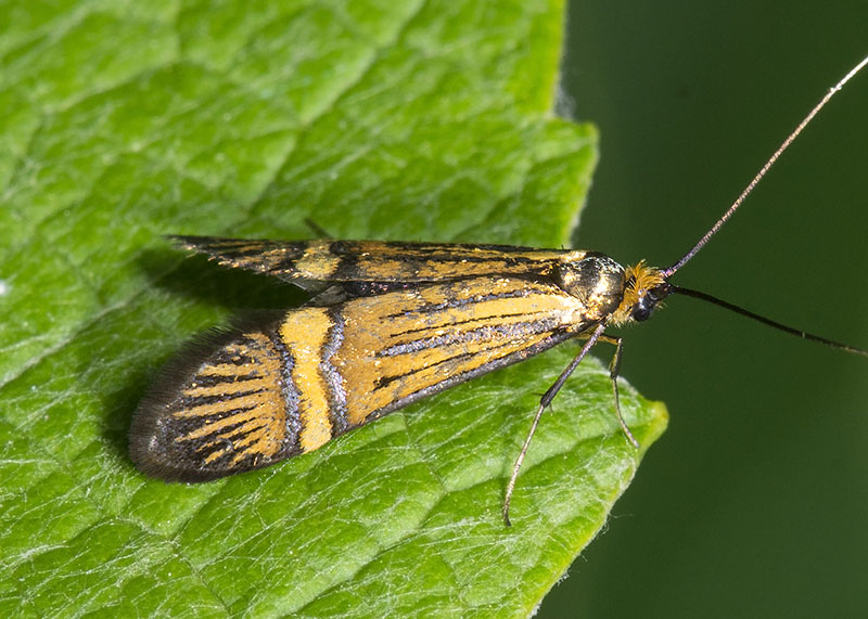 Nemophora degeerella, Adelidae
